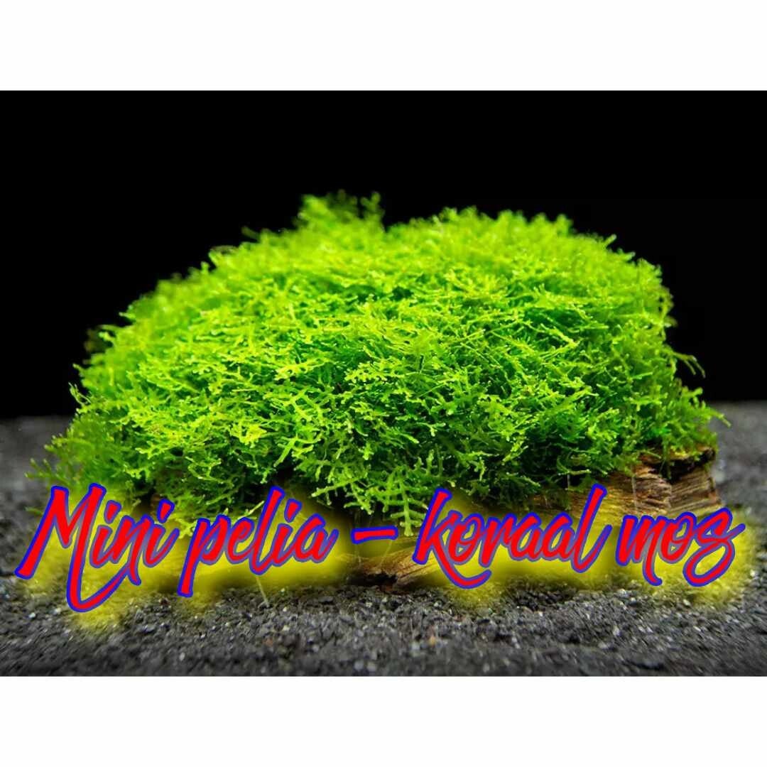 Mini pelia - koraalmos