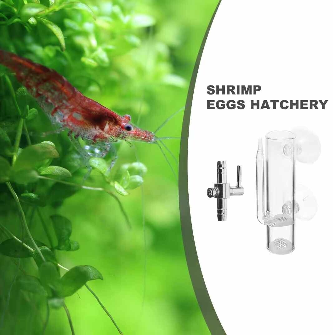 Shrimp eggs hatchery