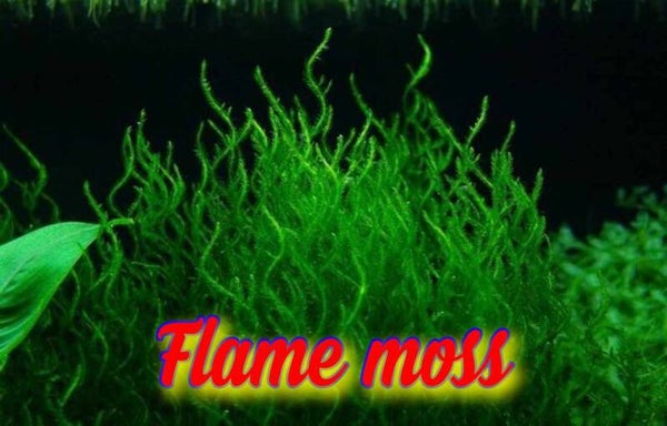 Flame moss