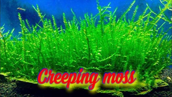 Creeping moss