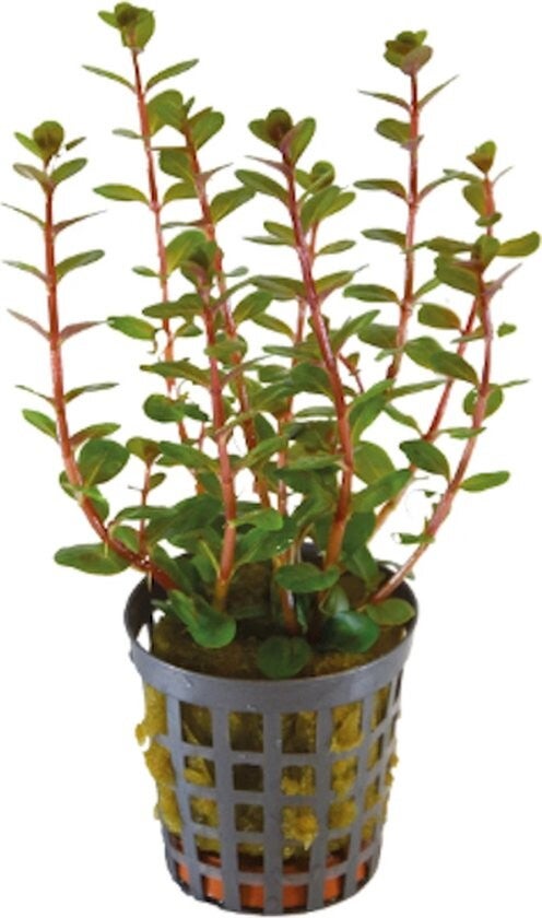 ROTALA BLOOD RED 5 CM POT