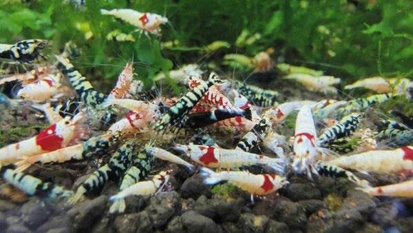 Caridina mix 10 stuks