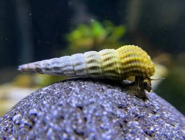 Tylomelania Marwotoae 5 stuks