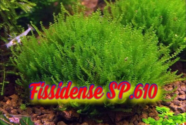 Fissidens sp 610 mos