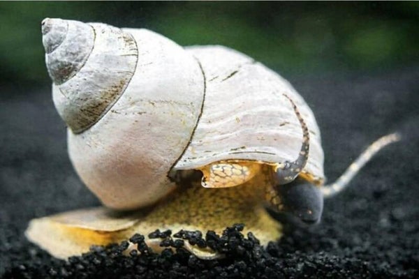 White Wizard – Filopaludina martensi Aquariumslak 5 stuks