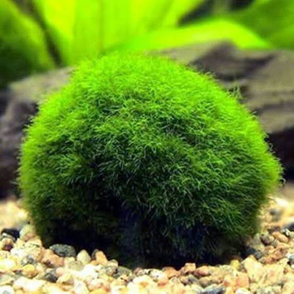 Mosbol Cladophora small 3-4cm