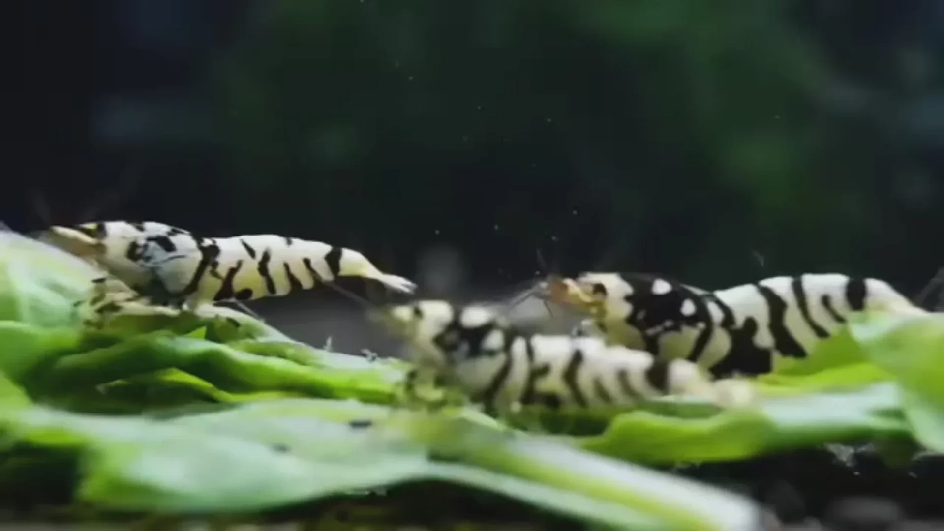 BFT black fancy tiger low grade 1 stuk