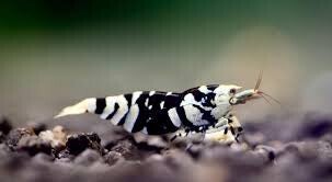 BFT black fancy tiger medium grade