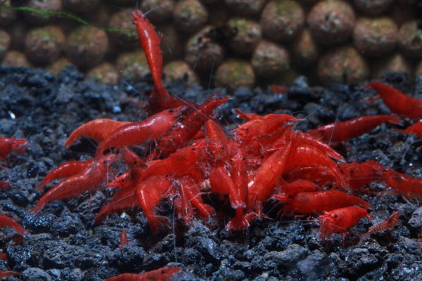 Neocaridina Bloody Mary 10 stuks