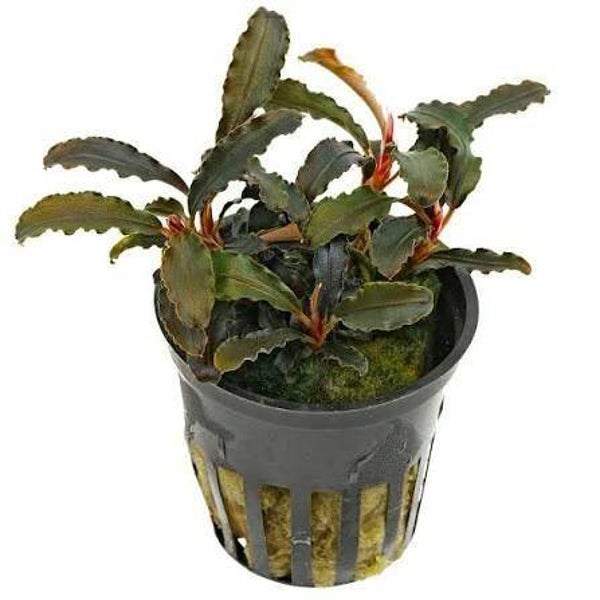 BUCEPHALANDRA KEDAGANG 5 CM POT