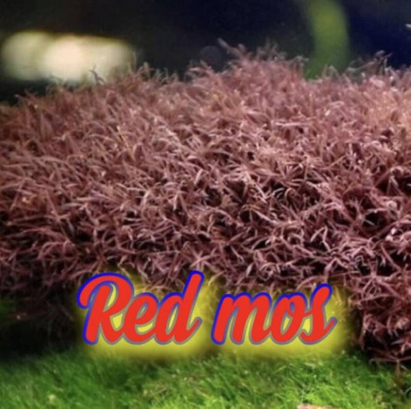 Red mos