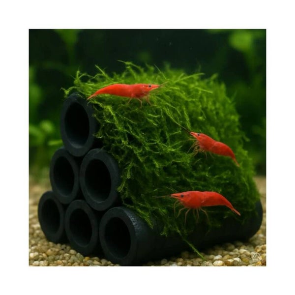 DECO SHRIMP FLAT MOSS 8X5,5X7,5 CM