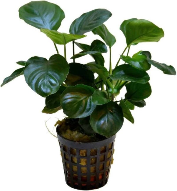 ANUBIAS NANA COIN 5 CM POT