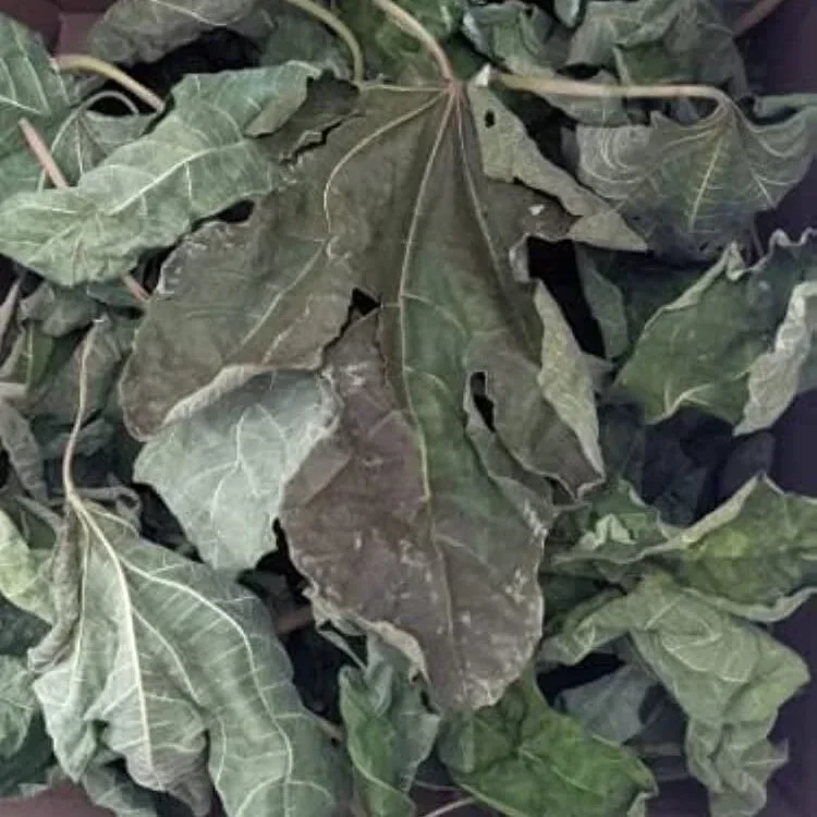 Kena Figus premium leaves 10g