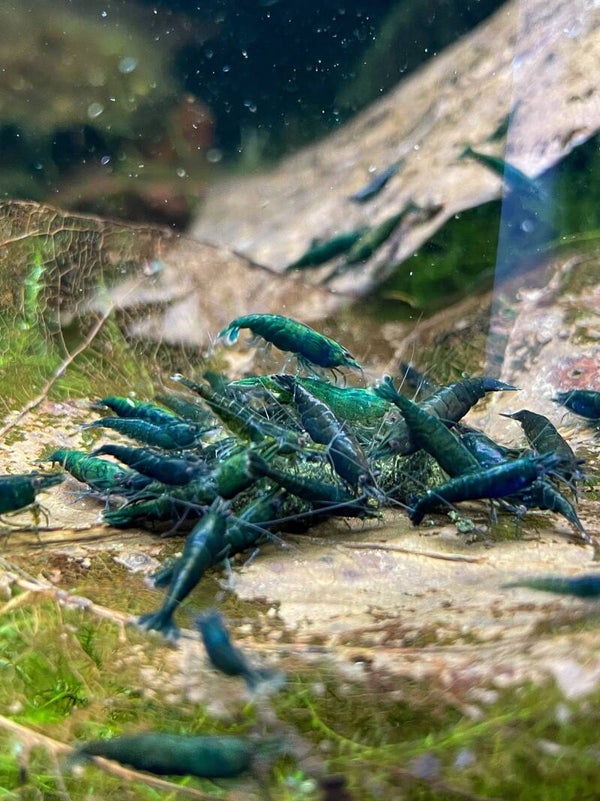 Neocaridina dark green jade 10 stuks