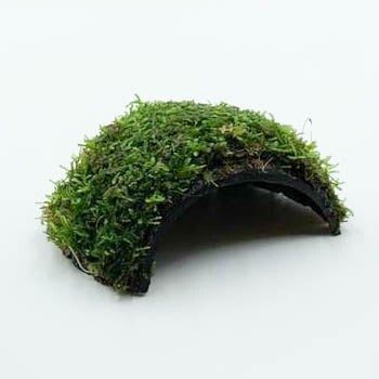 Cocosnoot bruggetje met javamos