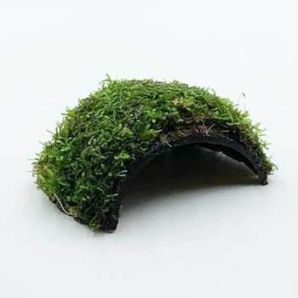 Cocosnoot bruggetje met javamos