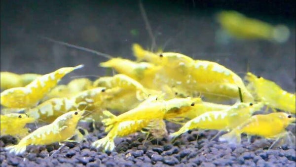 Yellow galaxy zebra /fishbone 10 stuks
