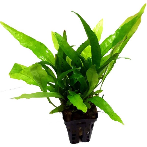 MICROSORUM PTEROPUS 5 CM POT