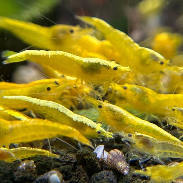 Neocaridina Yellow Fire 10 stuks