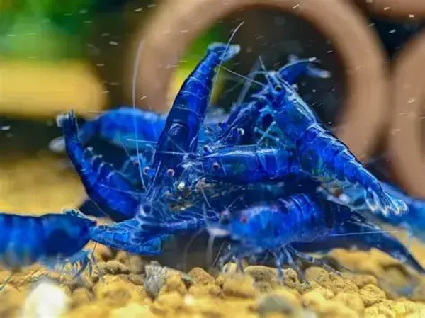 Neocaridina Blue Dream 10 stuks