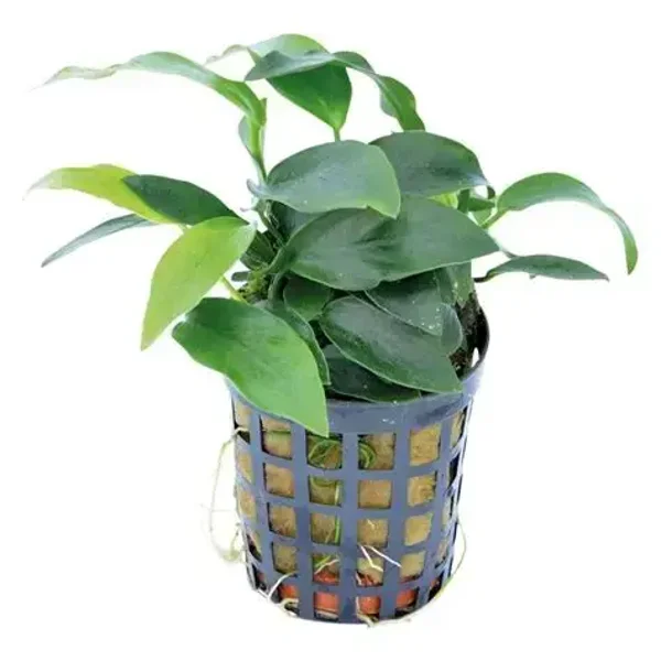 ANUBIAS NANA MINI 5 CM POT