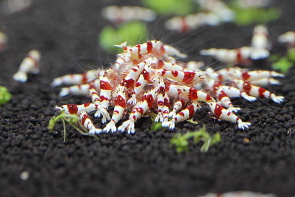 PRL pure red line S+ grade  5 stuks