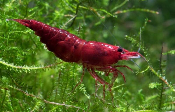 10X neocaridina bloody marry