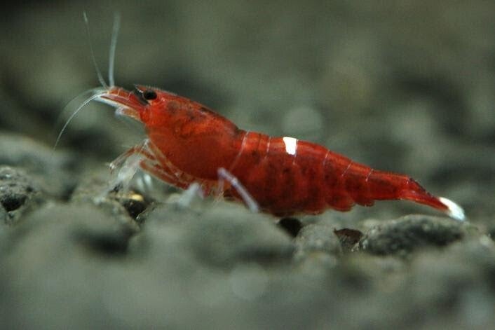 Red king kong 1 stuk