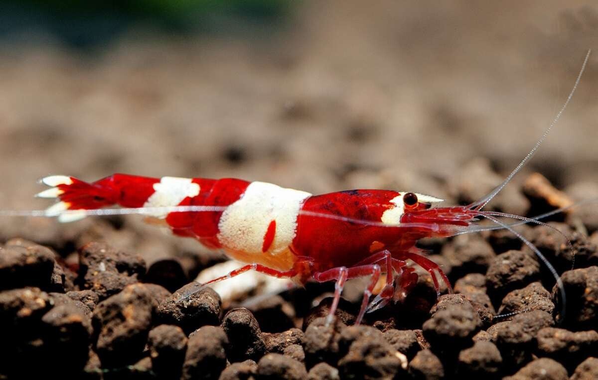 Red panda caridina uit selectie 10 stuks
