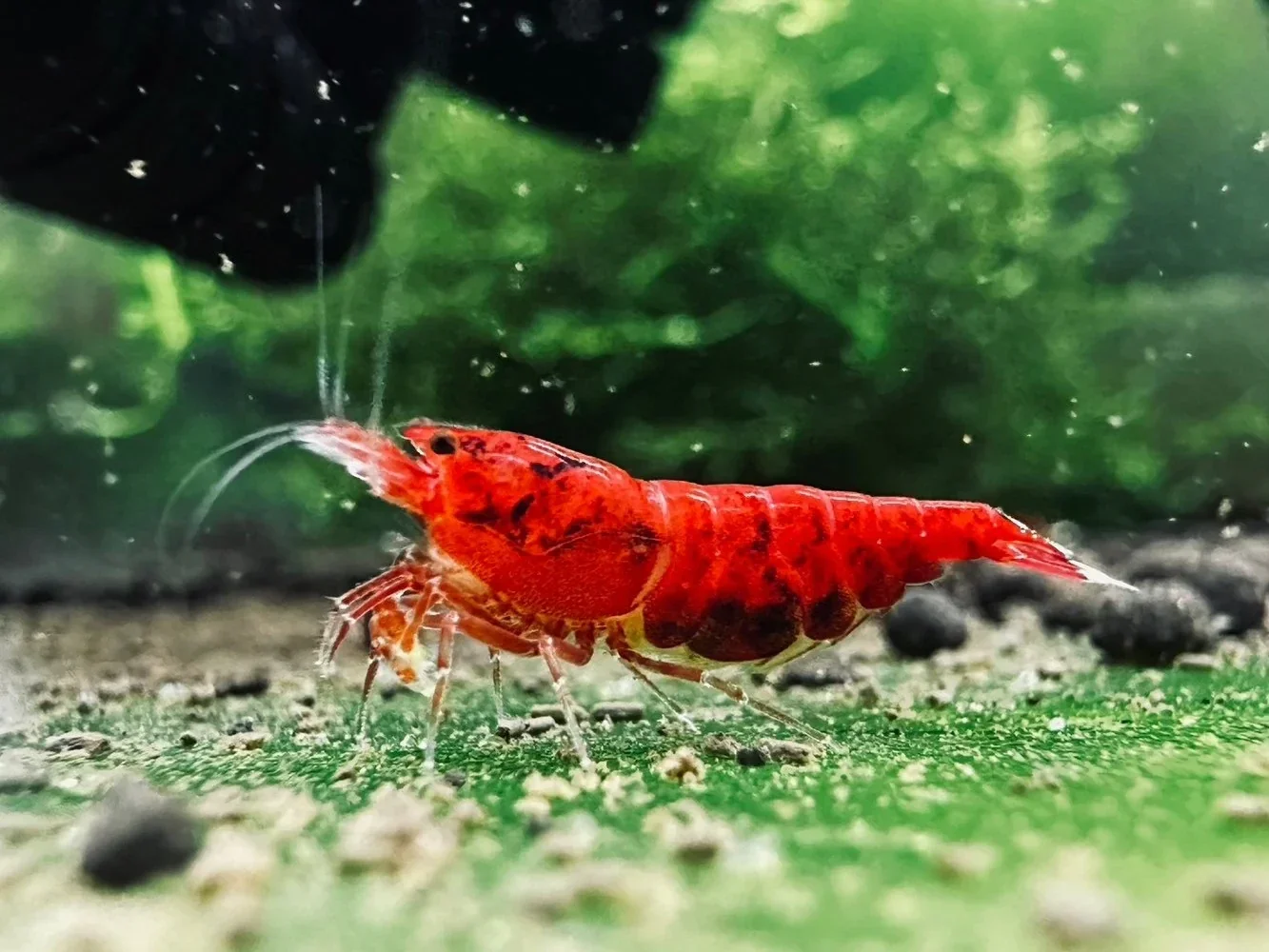 Red king kong extreme