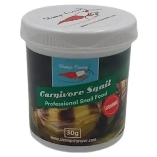 Shrimps Forever Carnivore Snail