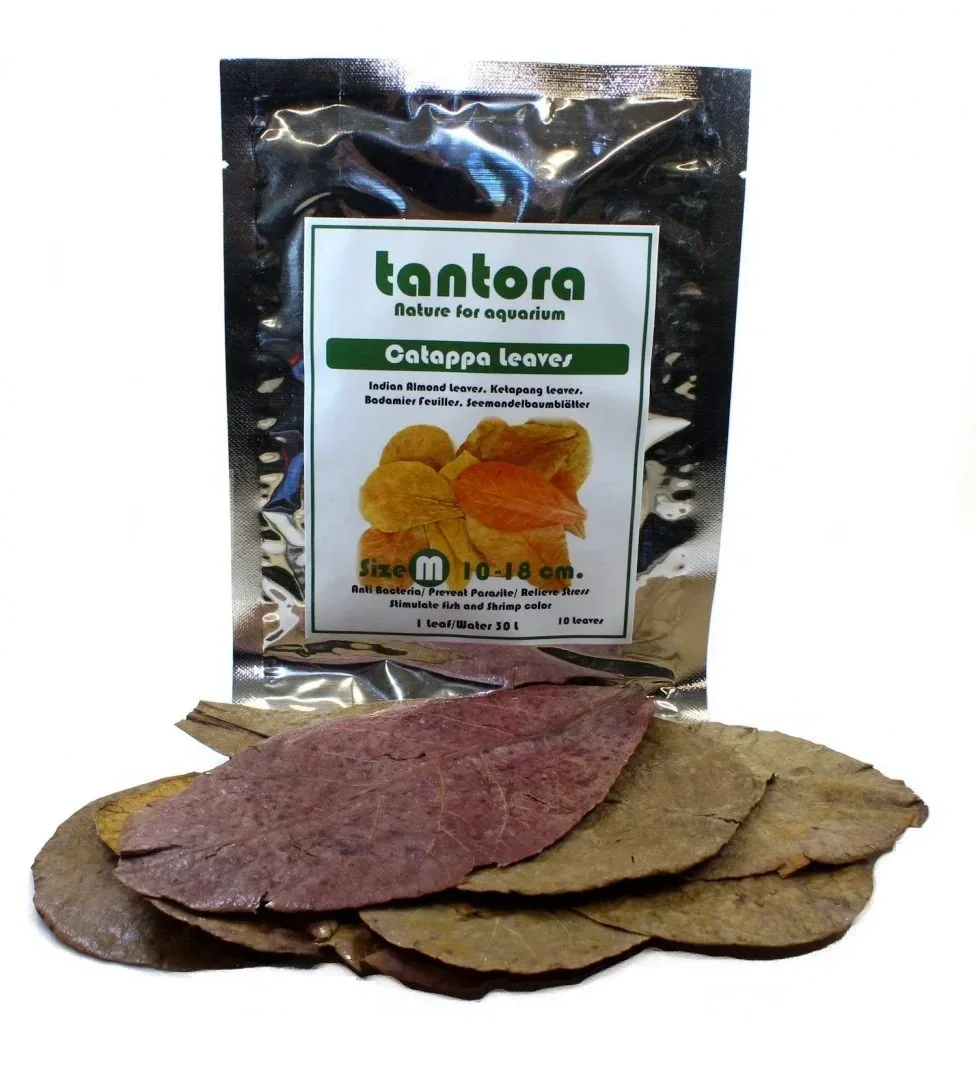 Tantora catappa leaves Medium 50 stuks