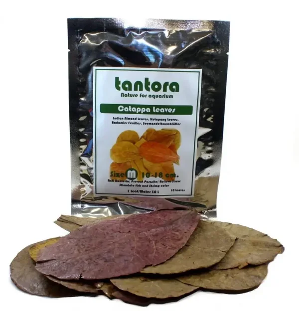 Tantora catappa leaves Medium 50 stuks