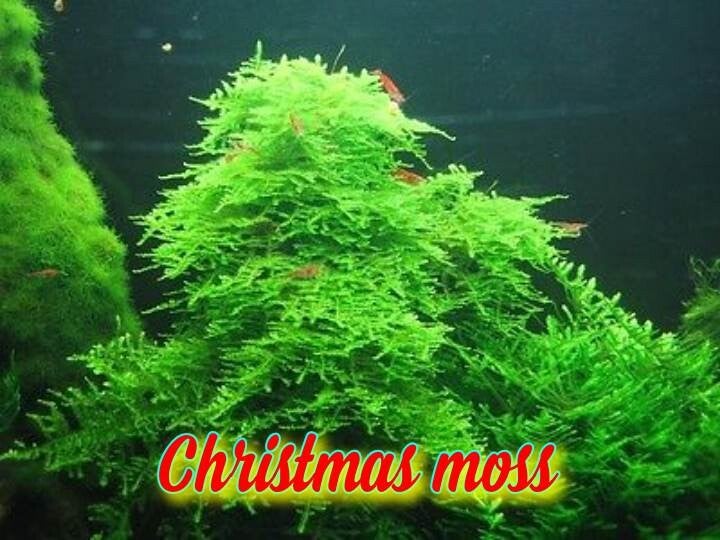 Christmas moss