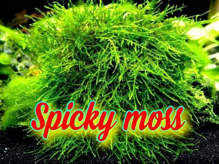 Spiky moss