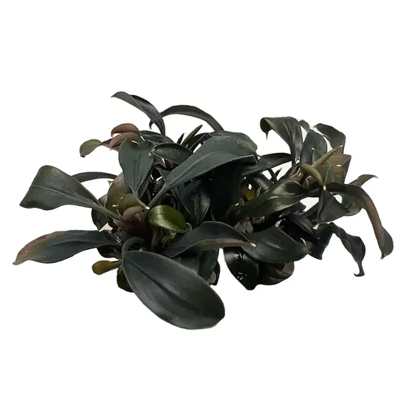 EASY GROW 12 BUCEPHALANDRA SERIMBU BROWN