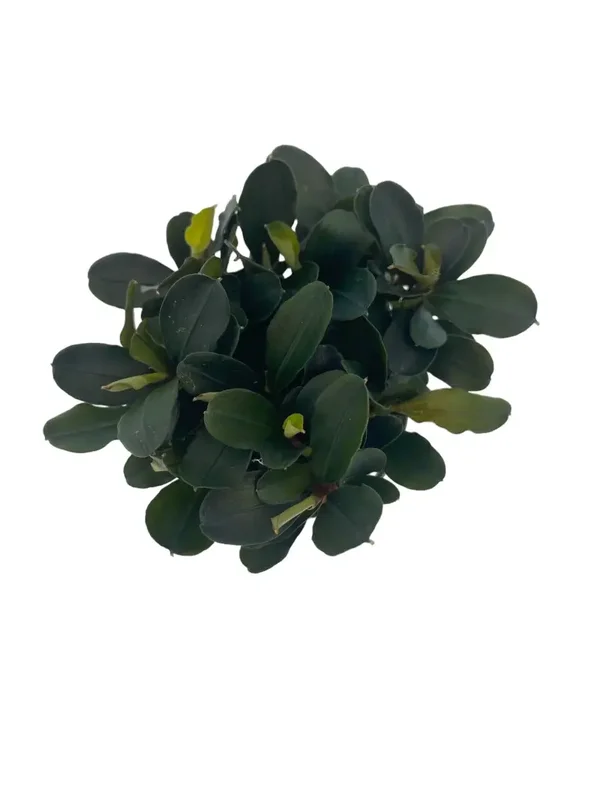 EASY GROW 9 BUCEPHALANDRA THEIA