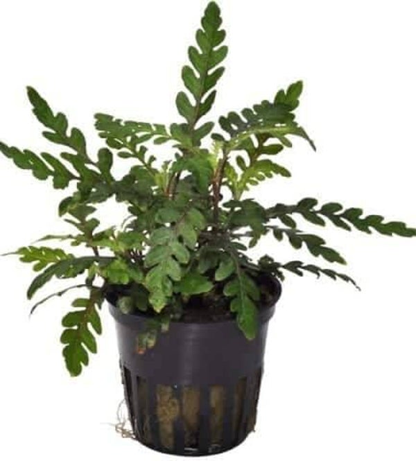HYGROPHILA PINNATIFIDA 5 CM POT
