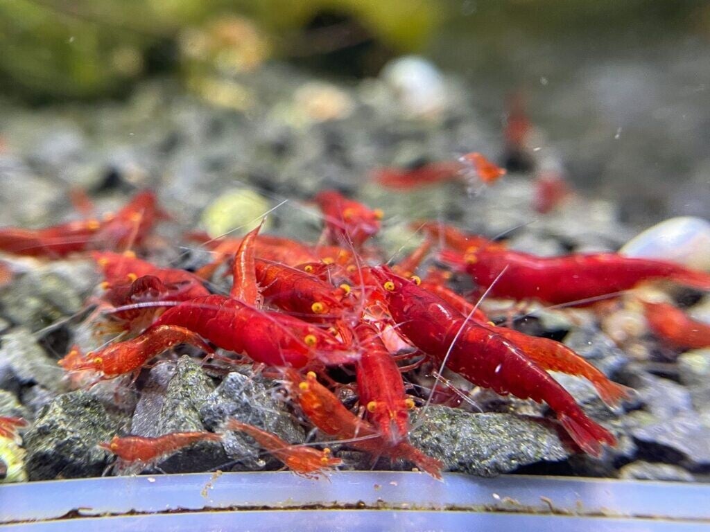 Bloody marry orange eye / red deamon 10 stuks