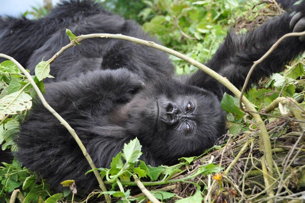 Berggorillas in Ruanda (4288x2848 Pixel)