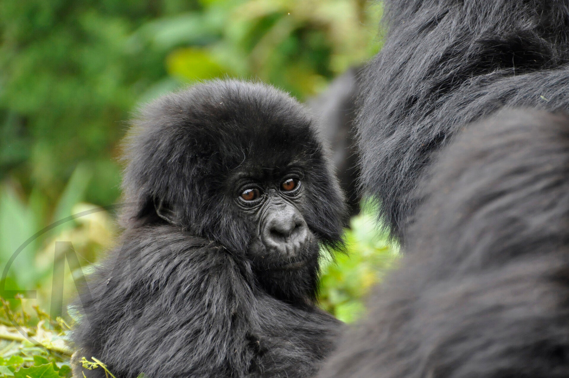 Berggorillas in Ruanda (4288x2848 Pixel)