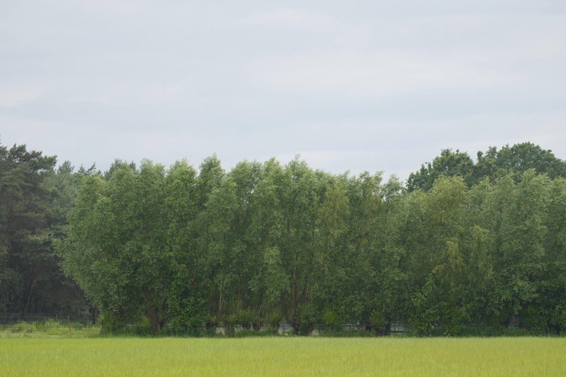 dsc01013-standard.jpg