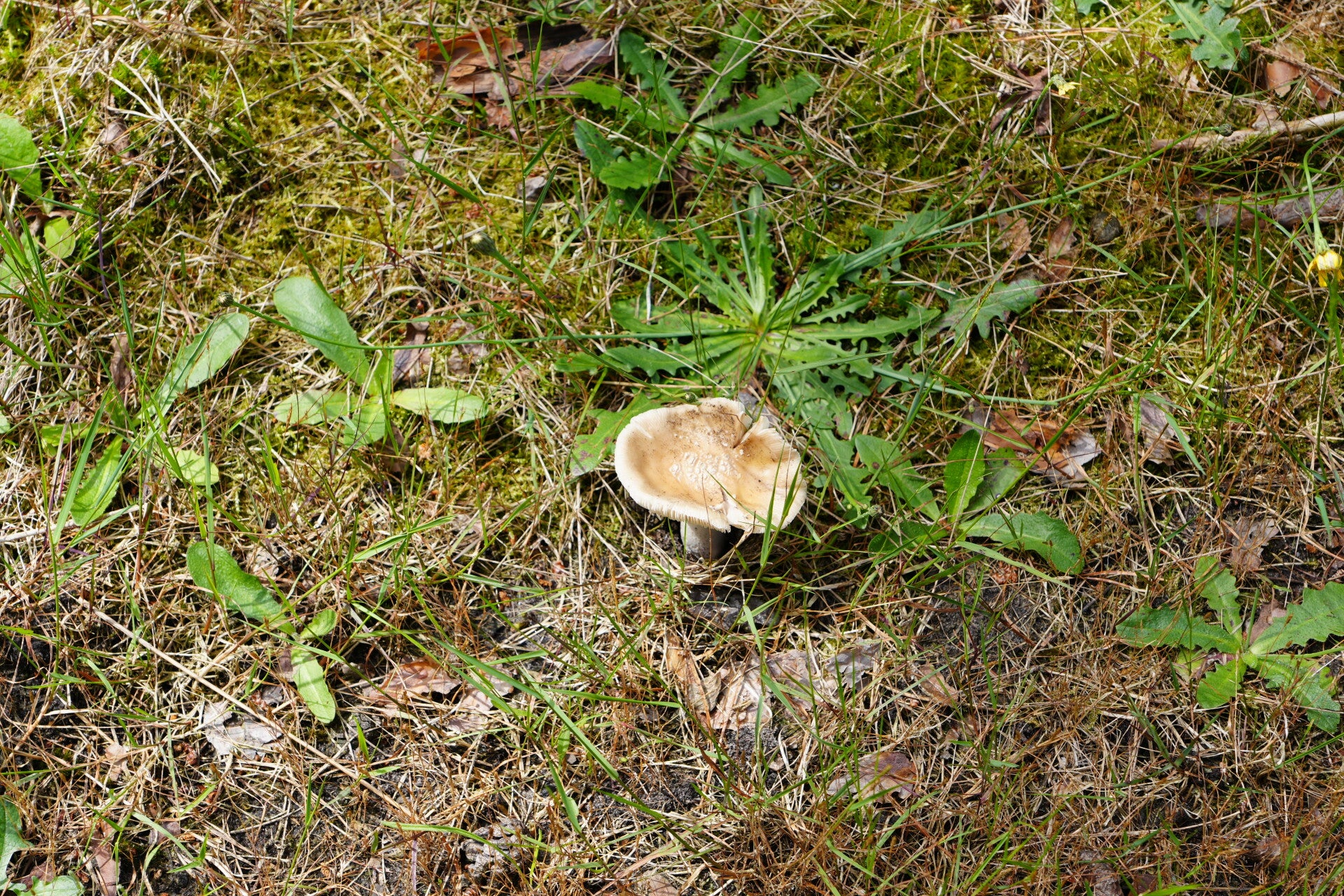 dsc01077-standard.jpg