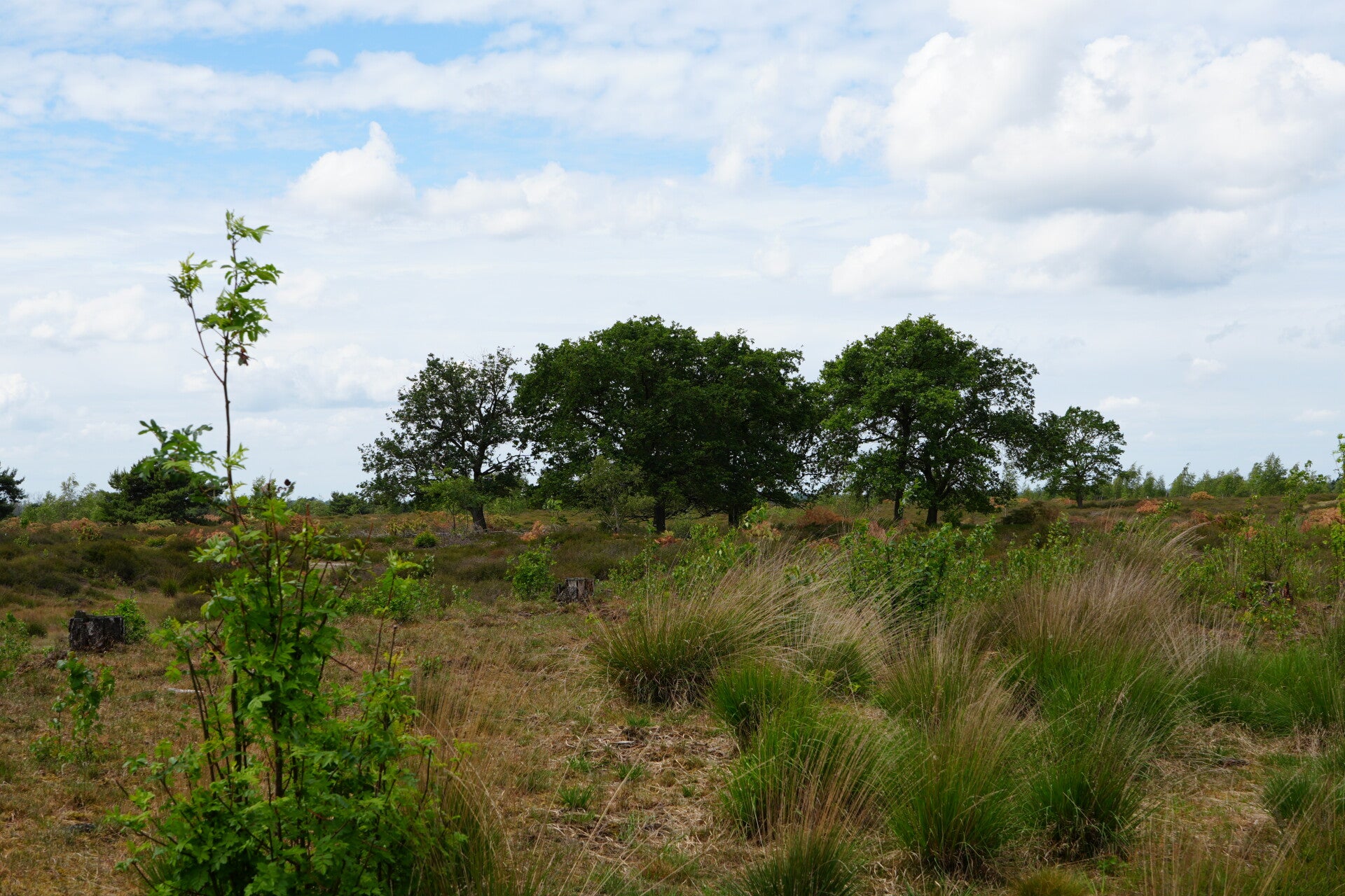 dsc01078-standard.jpg