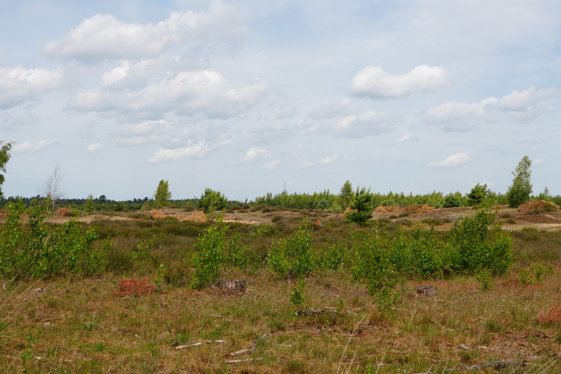 dsc01080-standard.jpg