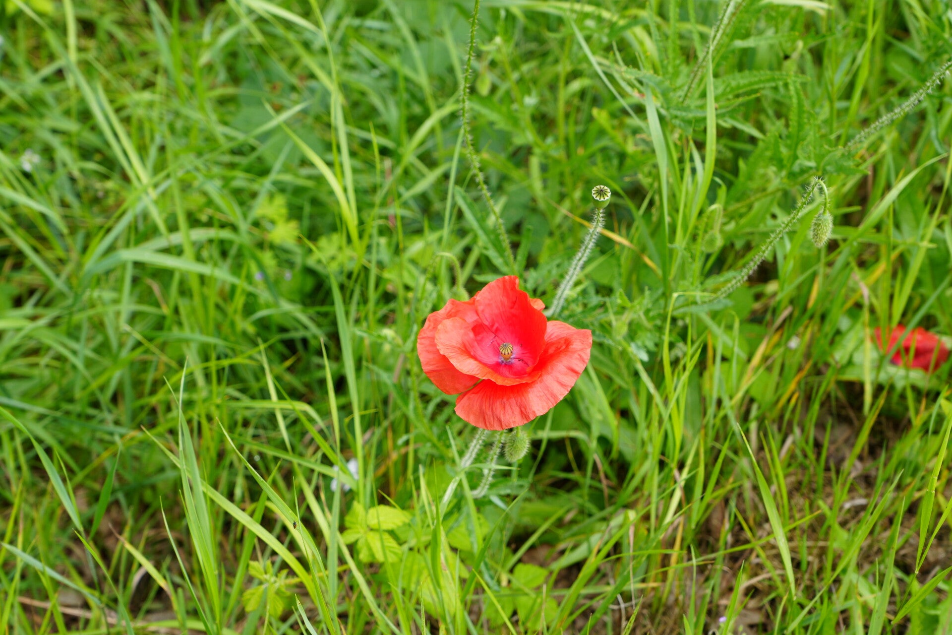 dsc01086-standard.jpg