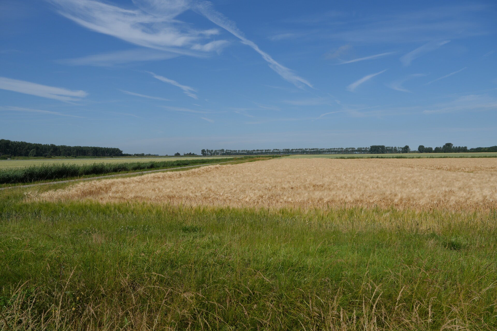 dsc01175-standard.jpg