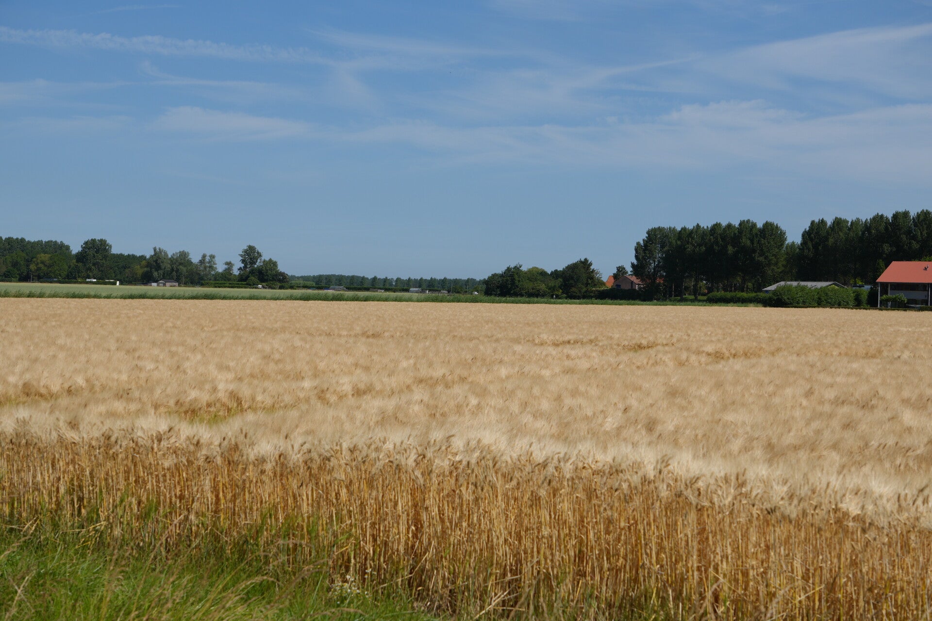 dsc01179-standard.jpg