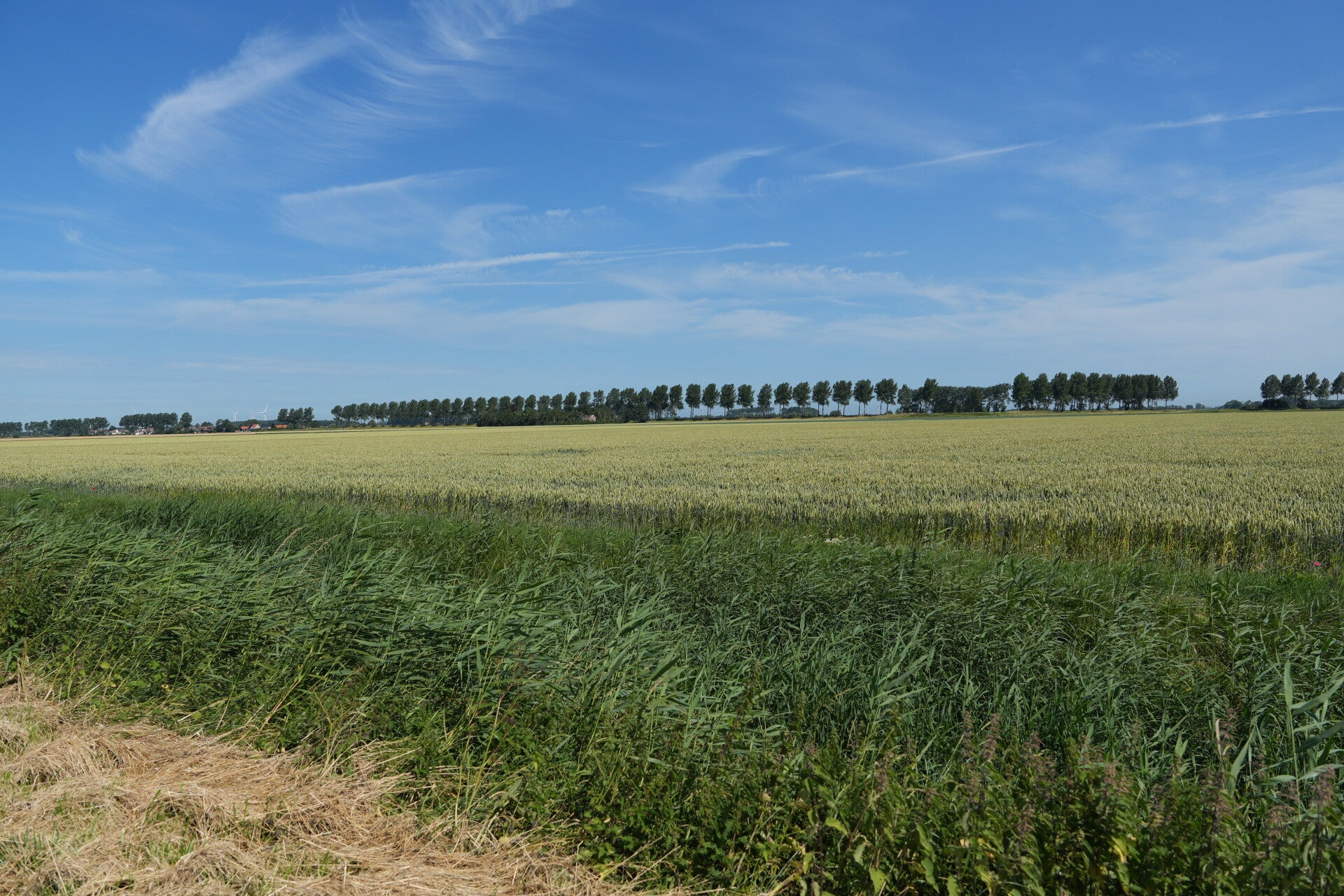 dsc01185-standard.jpg